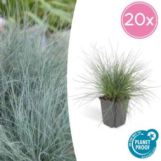 20x blauw schapengras Festuca glauca 'Elijah Bleu' - ↕10-25cm - Ø9cm - siergras - viltgras