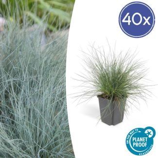40x blauw schapengras Festuca glauca 'Elijah Bleu' - ↕10-25cm - Ø9cm - siergras - viltgras