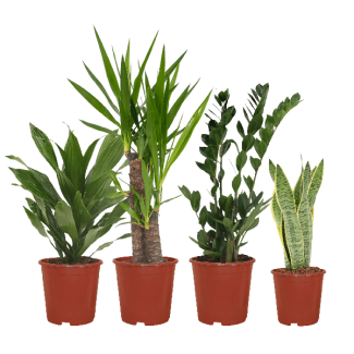 Onderhoudsvriendelijke Plantenbox – 4 Sterke Kamerplanten (Sanseveria, Yucca, Zamioculcas & Dracaena)