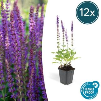 12 Stuks, Bos-Salie of Ostfriesland’, Rijke Paarse Bloemen, Salvia nem.  Ostfriesland  - ↕10-25cm - Ø9cm