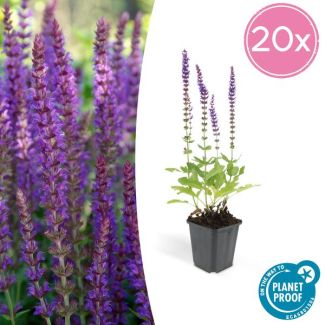 20 Stuks, Bos-Salie of Ostfriesland’, Rijke Paarse Bloemen, Salvia nem.  Ostfriesland  - ↕10-25cm - Ø9cm
