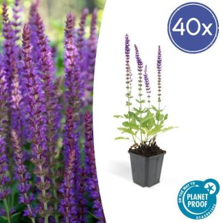 40 Stuks, Bos-Salie of Ostfriesland’, Rijke Paarse Bloemen, Salvia nem.  Ostfriesland  - ↕10-25cm - Ø9cm