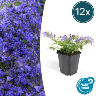 12x Klokjesbloem Campanula poscharskyana 'Stella'  ↕10-20cm - Ø9cm -  ideaal voor borders en bodembedekker