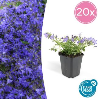 20x Klokjesbloem Campanula poscharskyana 'Stella'  ↕10-20cm - Ø9cm -  ideaal voor borders en bodembedekker