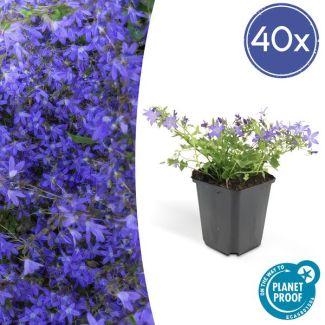 40x Klokjesbloem Campanula poscharskyana 'Stella'  ↕10-20cm - Ø9cm -  ideaal voor borders en bodembedekker