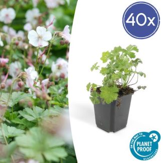 40 stuks Geranium cantabrigiense Biokovo ca ↕10- Ø9cm  laagblijvende kruipende bodembedekker