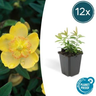 12x grote hertshooi Hypericum calycinum - ↕10-25cm - Ø9cm - aantrekkelijke bodembedekker