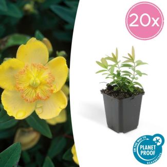 20x grote hertshooi Hypericum calycinum - ↕10-25cm - Ø9cm - aantrekkelijke bodembedekker