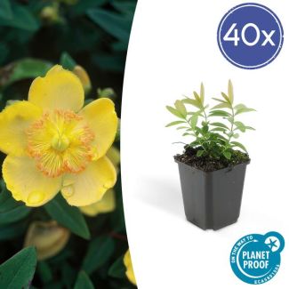 40x grote hertshooi Hypericum calycinum - ↕10-25cm - Ø9cm - aantrekkelijke bodembedekker