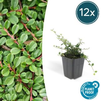 12 Stuk Dwergmispels, Veelzijdige Bodembedekker, Witte Bloementjes, Oranje/Rode Besjes in het Najaar,Cotoneaster pr.  Streib s Findling  - ↕10-25cm - Ø9cm