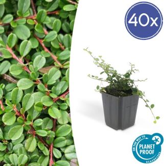 40 Stuk Dwergmispels, Veelzijdige Bodembedekker, Witte Bloementjes, Oranje/Rode Besjes in het Najaar,Cotoneaster pr.  Streib s Findling  - ↕10-25cm - Ø9cm