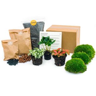 Planten Terrarium Pakket - DIY - Coffea Arabica - Navul & beginnerspakket