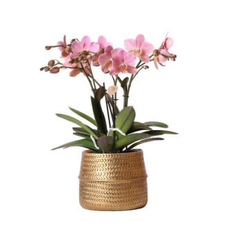 Mooie Rose VlinderOrchideeTreviso Ø12cm, in Groove Pot Goud, Bloeiende Kamerplant