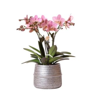 Mooie Rose VlinderOrchideeTreviso Ø12cm, in Groove Pot Zilver, Bloeiende Kamerplant