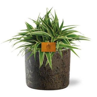 De Spinplant/ Graslelie in Pot Maas Kleur Bruin, Bonte Bladeren, Chlorophytum Ocean - Ø15cm - ↕25cm