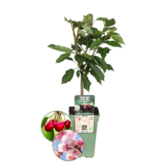 Biologische Kersenbomen Set, Prunus Avium ,Twee Smaakvolle Kersenbomen voor je Tuin,  Ø 20 cm - ↨ 60 cm
