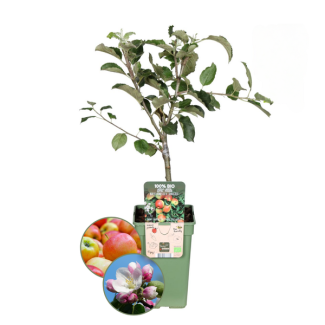 100% Biologische Appelbomen Set, Appelboom Malus ,Twee Smaakvolle Appelbomen voor je Tuin,  Ø 20 cm - ↨ 60 cm