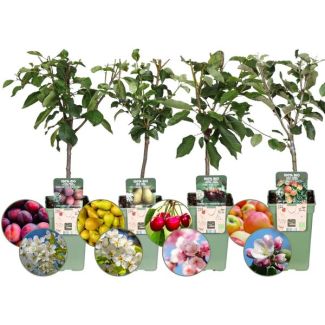 Fruitbomenset, 4 Soorten, Appel, Peer, Kers, Pruim, 100% Biologisch Geteeld, Ø 20 cm - ↨ 60 cm