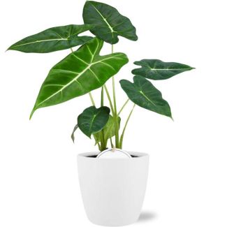 Olifantenoor in Pot Brussels Kleur Wit,Tropische Exotische Groene Plant, Alocasia Frydek - Ø12cm - ↕35cm