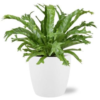 Nestvaren met witte pot