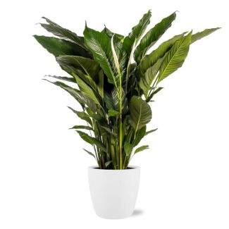 De Lepelplant of De VredesLelie, Bekend om zijn Witte Bloemen,Spathiphyllum Sweet Sebastiano - Ø24cm - ↕110cm + Witte Pot Brussels D25x23cm