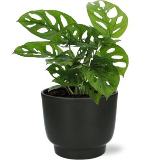 Gatenplant in Zwarte Pot, Groene Kamerplant, Tropisch,  Monstera Deliciosa - Ø12cm - ↕30cm