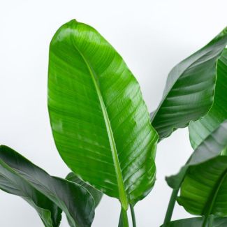 Weelderige Paradijsvogelplant Strelitzia Nicolai - Ø27cm - 140cm Hoog