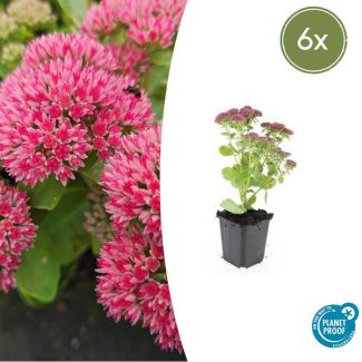 Sedum 'Herbstfreude' 6x | 6 vaste planten winterhard | Vetplant | Droogtetolerant