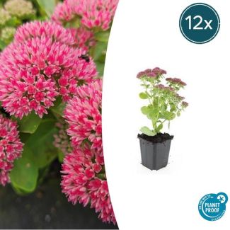 Sedum Herfstvreugde - 12 stuks - Hemelsleutel / Vetkruit - 12 Tuinplanten
