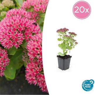 20x Hemelsleutel - Sedum Tuinplanten - Geschikt voor borders of bodembedekkers
