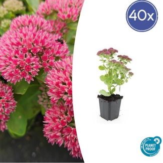 Sedum 'Herbstfreude' 40 stuks - Roze bloei - Winterharde Vetplant