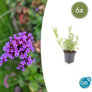 Verbena bonariensis 6 maal - Tuinplant met bloemen ↕10-25cm