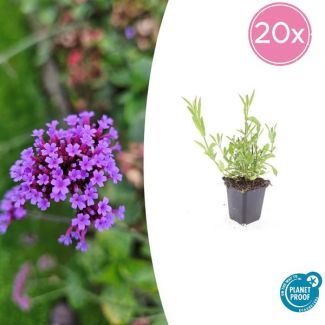20 Tuinplanten met levendige paarse bloemen - Stijf ijzerhard