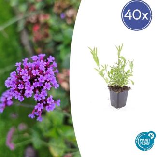 40x Stijf ijzerhard | luchtige vaste plant | 40 stuks Verbena