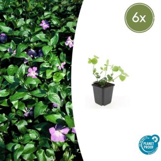 6 Stuks Grote Maagdenpalm, Sierlijk Groen Blad, Paars Bloemen, Vinca major  - ↕10-25cm - Ø9cm