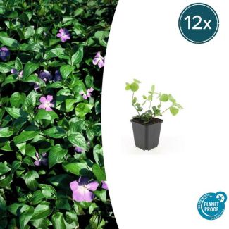 12 Stuks Grote  Maagdenpalm, Sierlijk Groen Blad, Paars Bloemen, Vinca major  - ↕10-25cm - Ø9cm