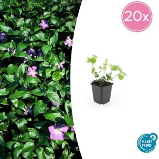 20 Stuks Grote Maagdenpalm, Sierlijk Groen Blad, Paars Bloemen, Vinca major  - ↕10-25cm - Ø9cm