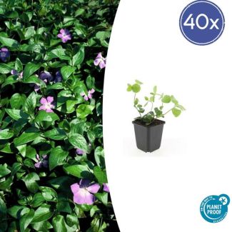 40 Stuks Grote Maagdenpalm, Sierlijk Groen Blad, Paars Bloemen, Vinca major  - ↕10-25cm - Ø9cm