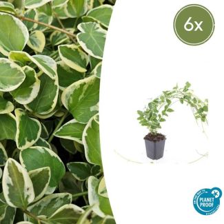6 Stuks Grote Maagdenpalm Variegata, Sierlijk Blad met Cremige Rand, Lila-Paarse  Bloemen, Vinca Major  - ↕10-25cm - Ø9cm