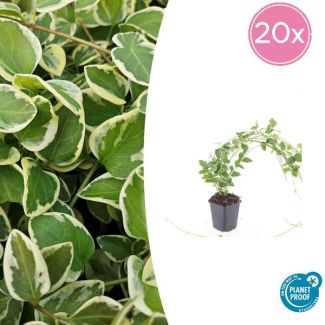 20 Stuks Grote Maagdenpalm Variegata, Sierlijk Blad met Cremige Rand, Lila-Paarse  Bloemen, Vinca Major - ↕10-25cm - Ø9cm