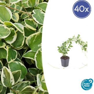 40 Stuks Grote Maagdenpalm Variegata, Sierlijk Blad met Cremige Rand, Lila-Paarse  Bloemen, Vinca Major  - ↕10-25cm - Ø9cm