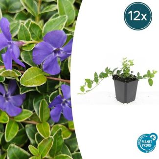 12 Stuks Maagdenpalm Argenteovariegata, Blad met Zilverachtige Witte Rand met Paarse  Bloemen, Vinca minor  - ↕10-25cm - Ø9cm