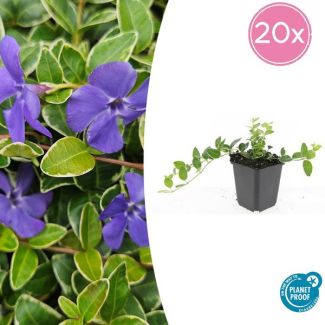20 Stuks Maagdenpalm Argenteovariegata  , Blad met Zilverachtige Witte Rand met Paarse  Bloemen, Vinca minor  - ↕10-25cm - Ø9cm