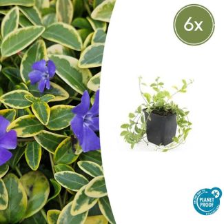 6 Stuks Maagdenpalm Aureovariegata, Blad met een GoudGele Rand met Paarse Bloemen, Vinca minor  - ↕10-25cm - Ø9cm