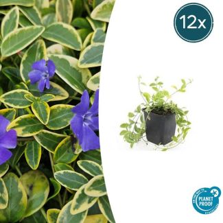12 Stuks Maagdenpalm Aureovariegata, Blad met een GoudGele Rand met Paarse Bloemen, Vinca minor  - ↕10-25cm - Ø9cm