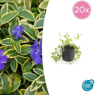 20 Stuks Maagdenpalm Aureovariegata, Blad met een GoudGele Rand met Paarse  Bloemen, Vinca minor  - ↕10-25cm - Ø9cm