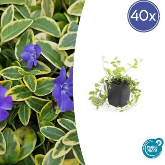 40 Stuks Maagdenpalm, Blad met een GoudGele Rand met Paarse  Bloemen, Vinca minor  Aureovariegata  - ↕10-25cm - Ø9cm