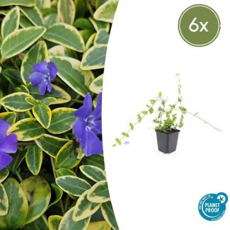 6 Stuks Maagdenpalm Blue and Gold, Bont Blad met Blauw Violette Bloemen, Vinca minor   - ↕10-25cm - Ø9cm