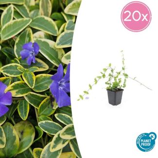 20 Stuks Maagdenpalm Blue and Gold, Bont Blad met Blauw Violette Bloemen, Vinca minor  - ↕10-25cm - Ø9cm