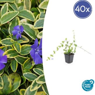 40 Stuks Maagdenpalm Blue and Gold, Bont Blad met Blauw Violette Bloemen, Vinca minor - ↕10-25cm - Ø9cm